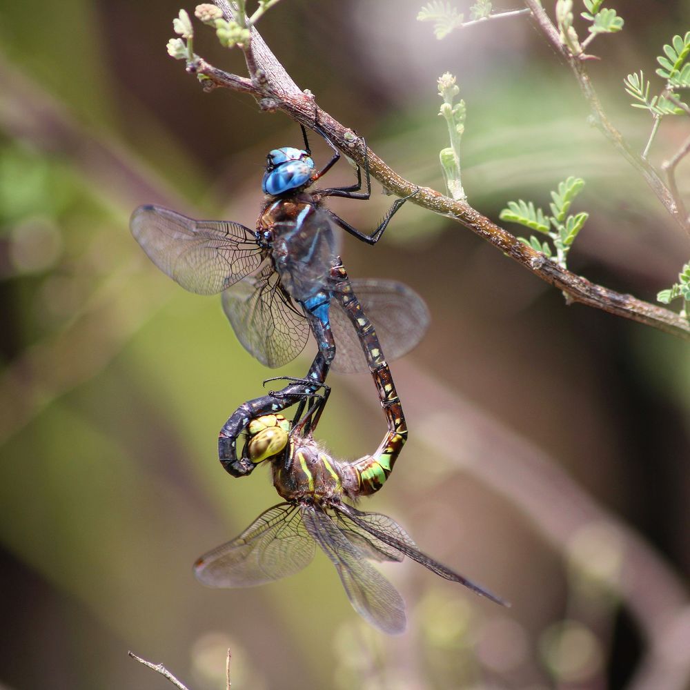 Photograph by Williams Lorenzo