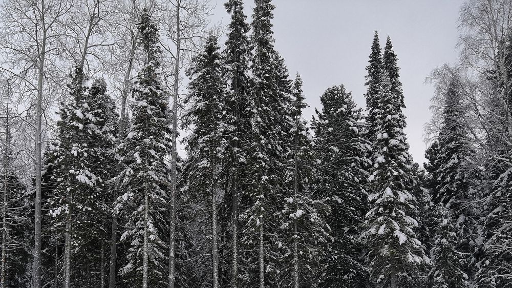 Photograph by Сергей Носач