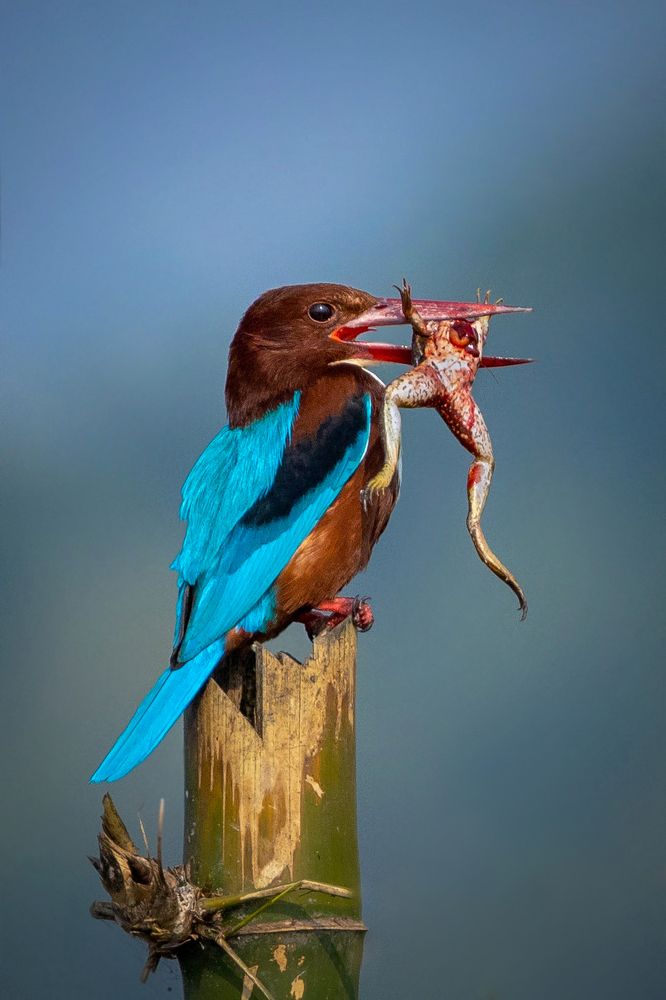THE KING'FROGGER' WITH A DELICIOUS FROG HUNT