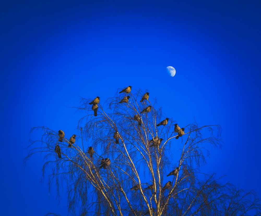 Жизнь в небе