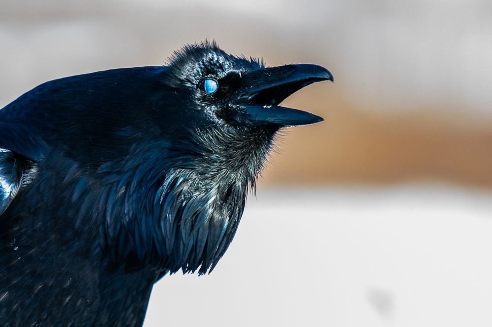 Photograph by Lalit Viswanatham