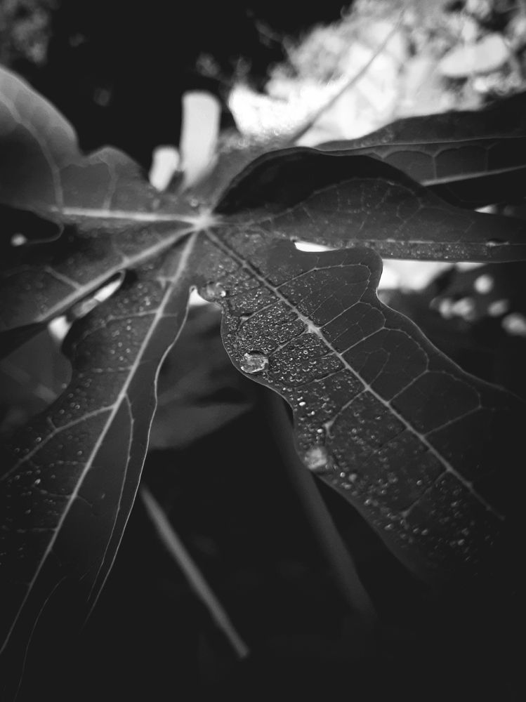 Raindrops