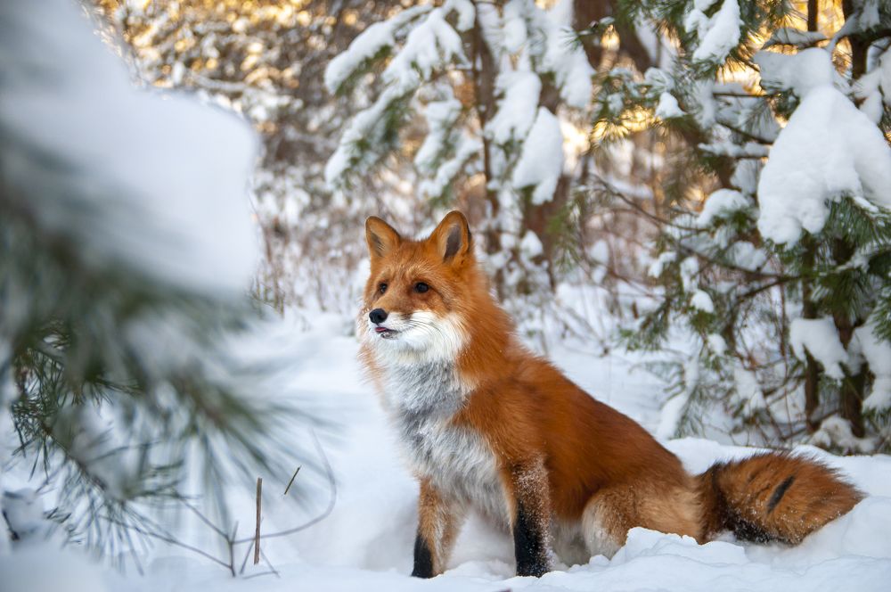 Photograph by Максим Афанасьев