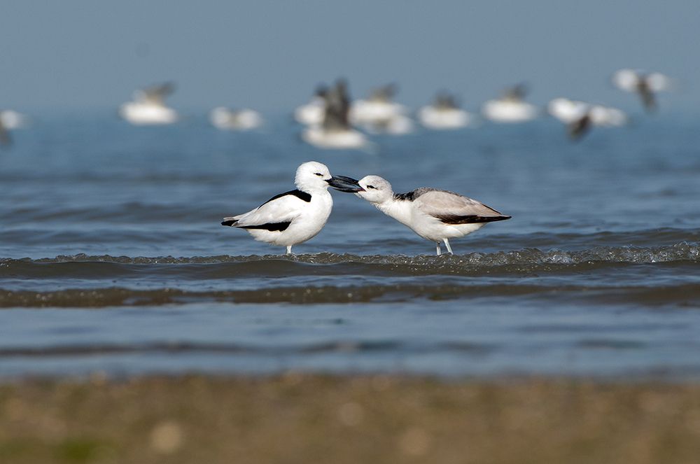 Photograph by Ashish Bhatt