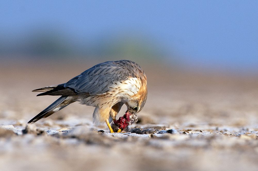 Photograph by Ashish Bhatt