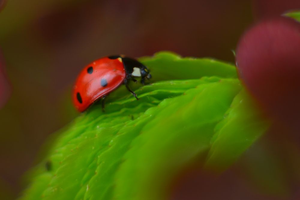 Photograph by Наталья Новкис