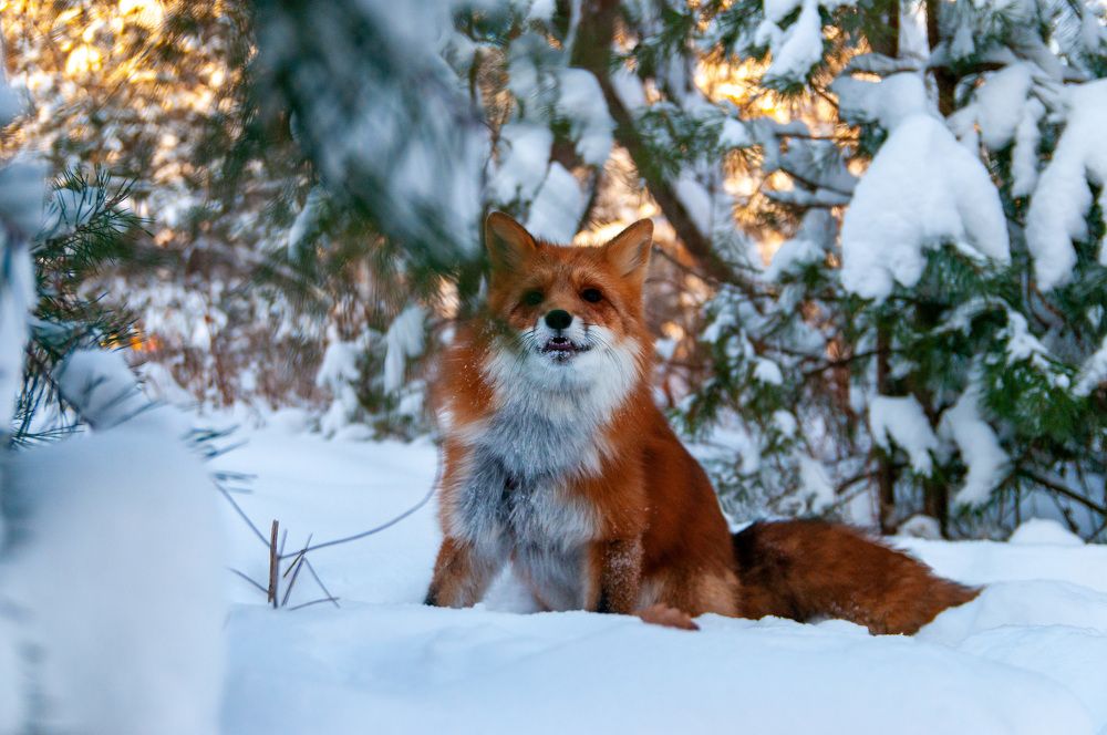 Photograph by Максим Афанасьев