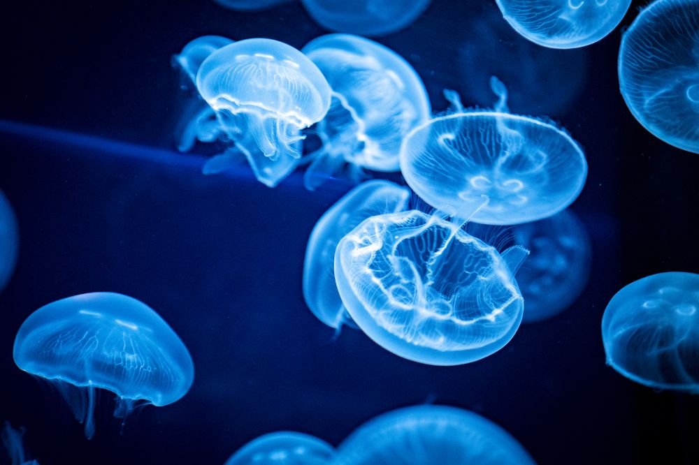 Photograph by Kenny Takeshita