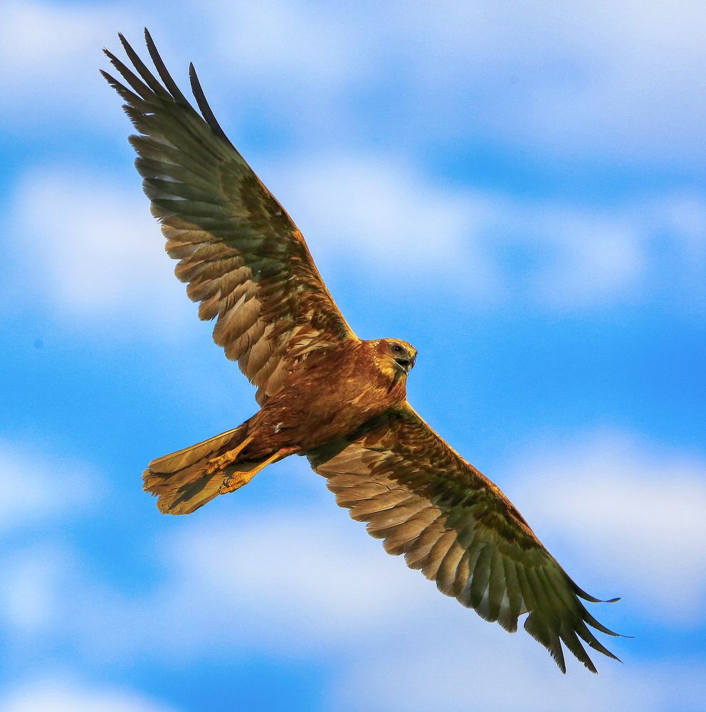 Photograph by Виктор Масальский