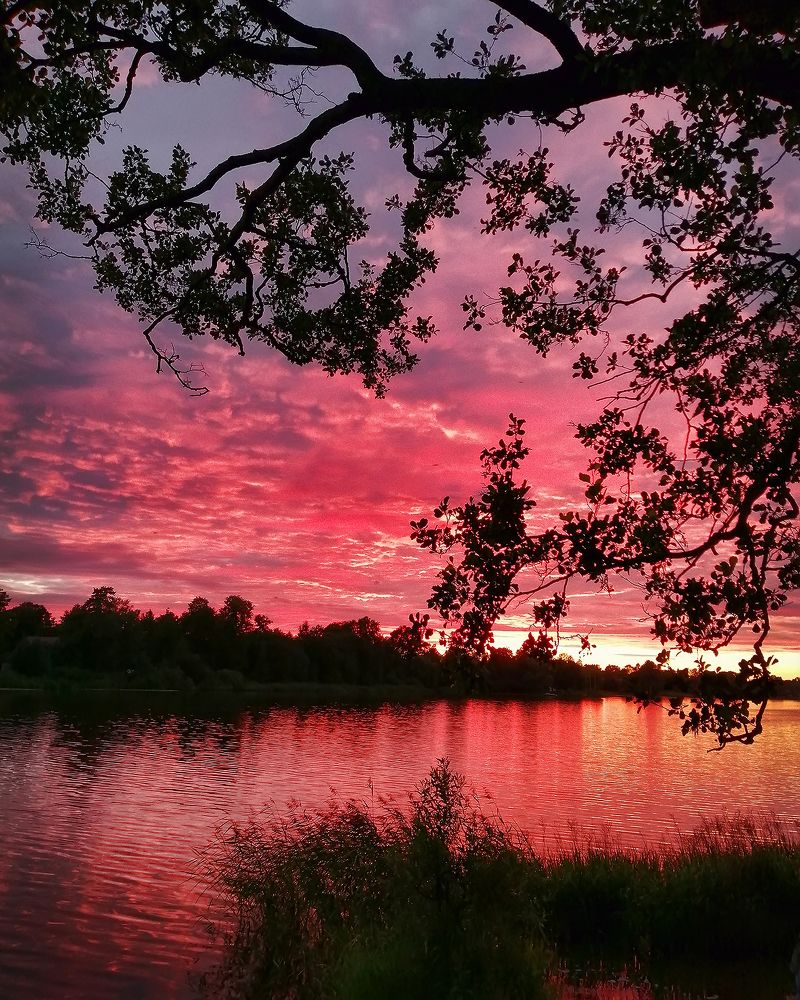 Розовый закат. Pink sunset.