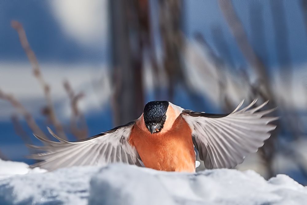 Фотография автора Владислав Храмцов