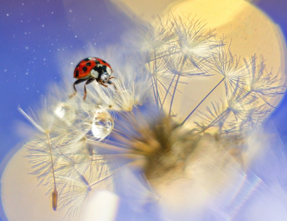 Кусочек лета среди зимы