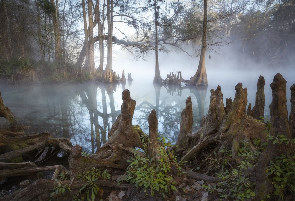 Fog over Florida's swamp