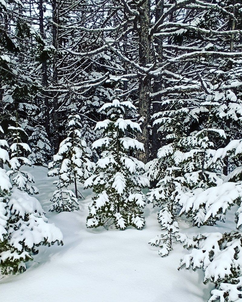 Photograph by Надежда Донская