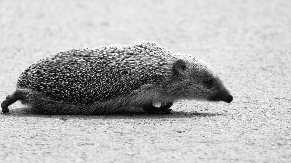 Photograph by Marko Stoickov