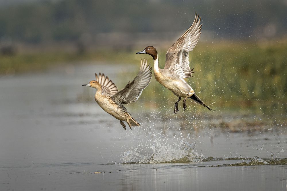 JUMPING PINTAILS
