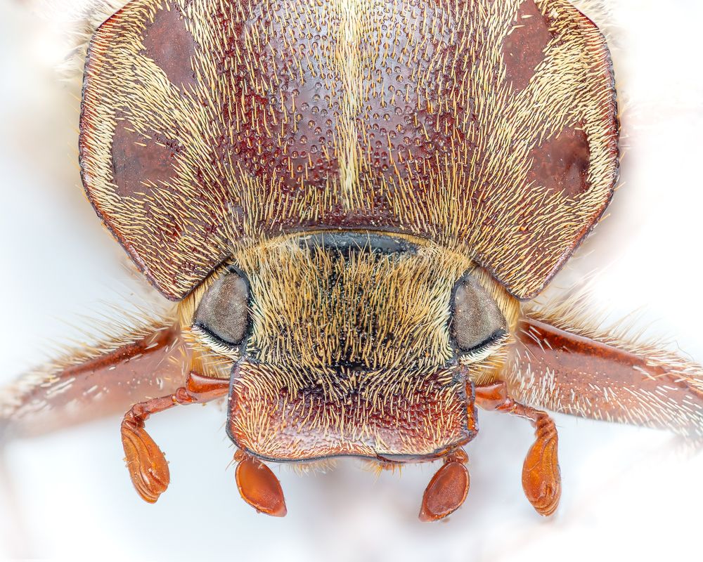 The portrait of a beetle
