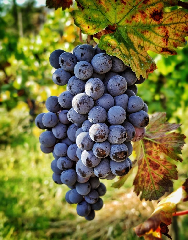 Photograph by Gioacchino Gargiulo