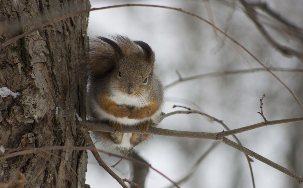 Холодный ветер