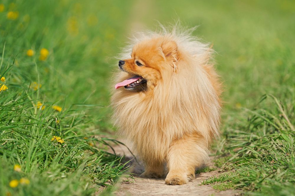 Photograph by Оксана Сироштан