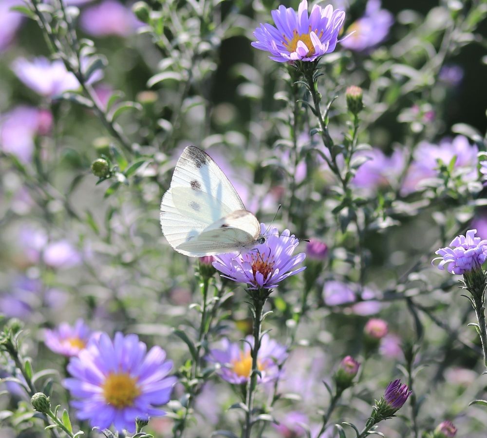 Photograph by Александр Николаев