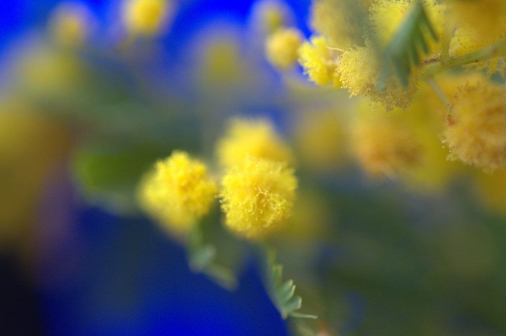 Photograph by Emil Zivanov