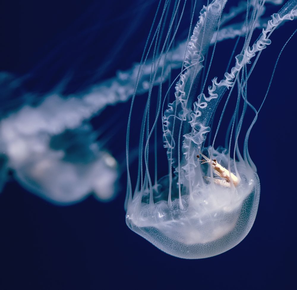 Photograph by Нина Хорева