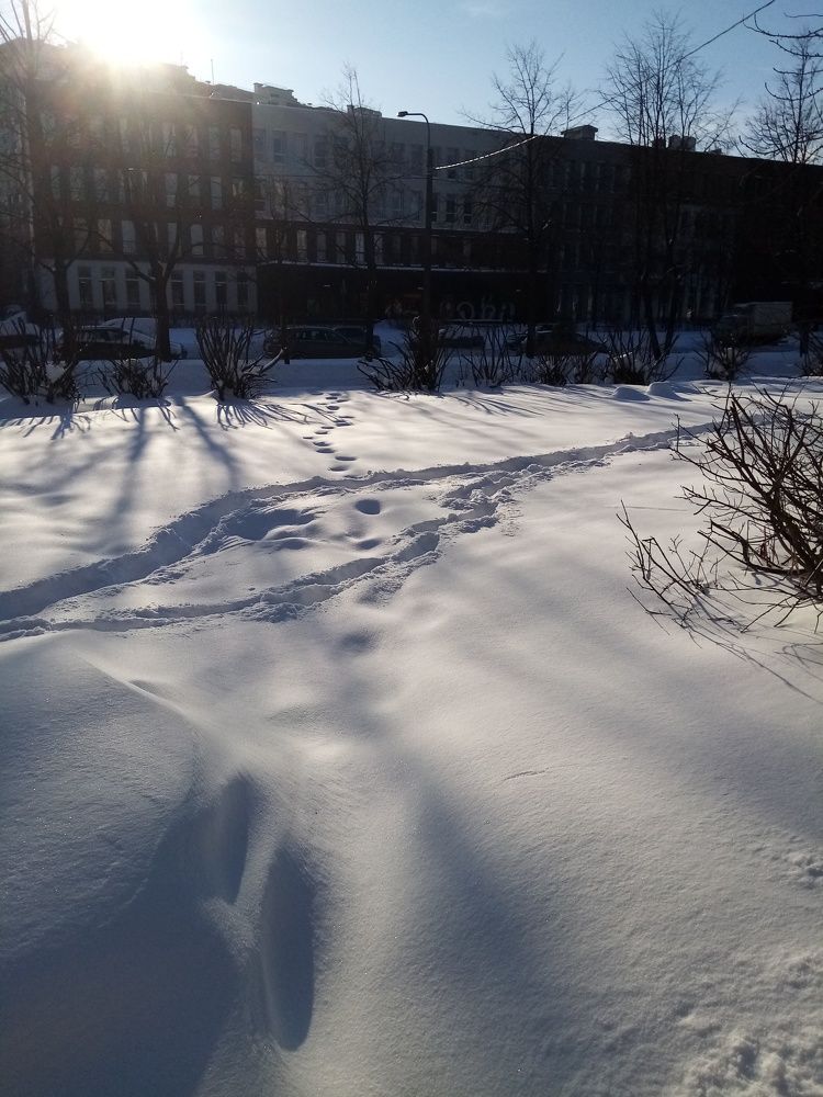морозный зимний день