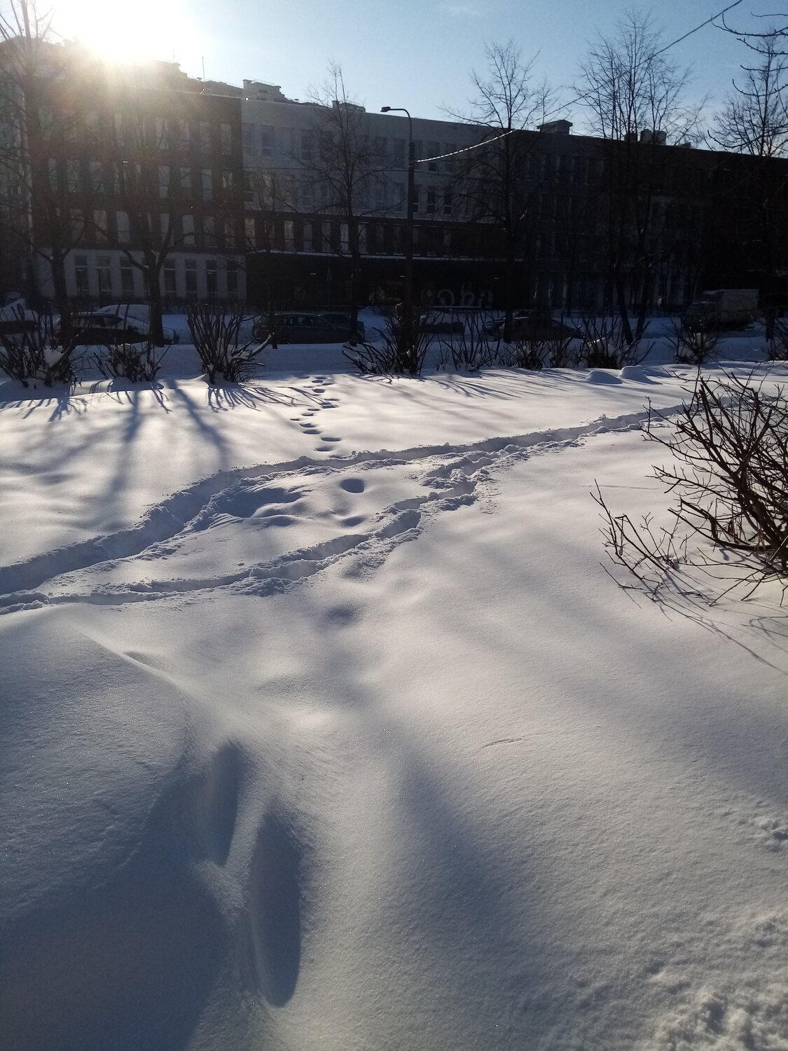 морозный зимний день