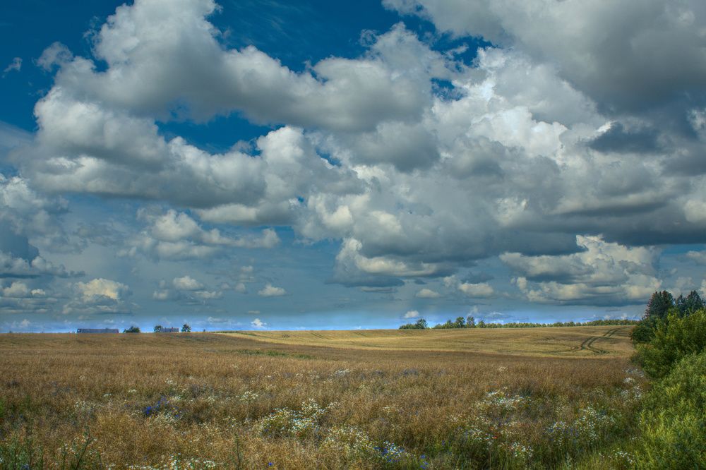 Latvian Landscape July 2019