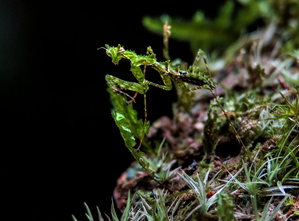 Photograph by Miftah Thecobra