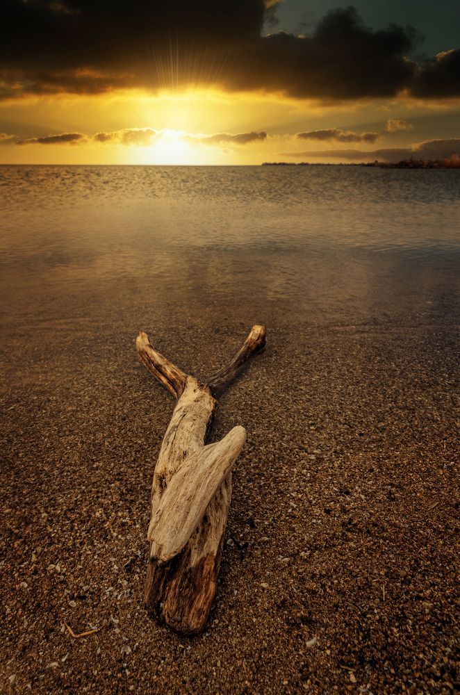 The wood on the beach