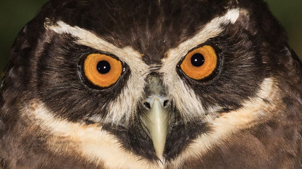 Spectacled owl