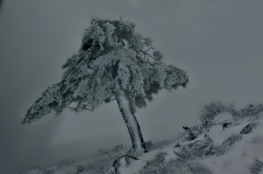 Photograph by Francisco Ferreira