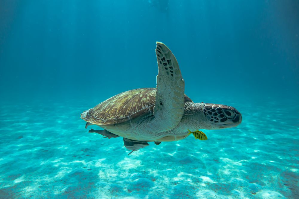 A happy sea turtle in the tropical sea