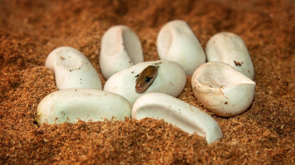 Photograph by Karan Kothekar