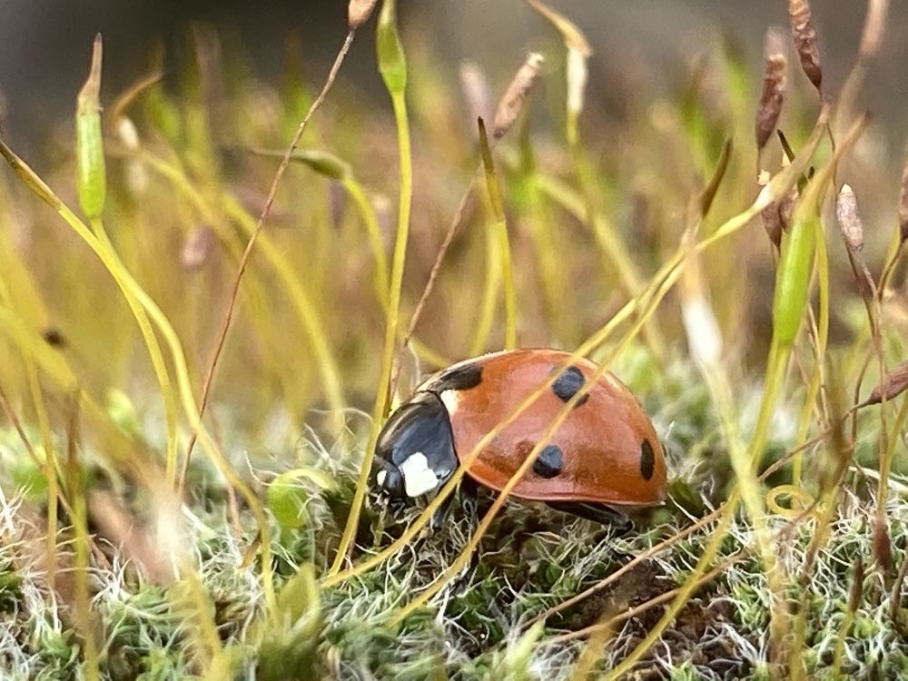 Солнечные ванны