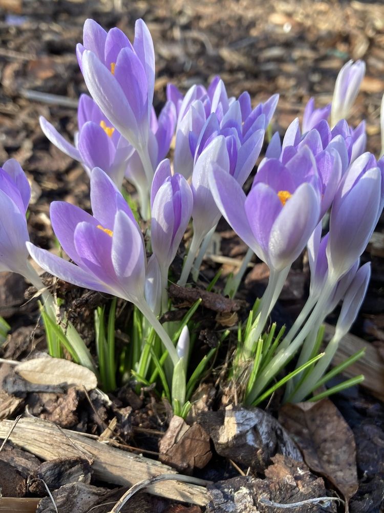 Photograph by Лена Гобена