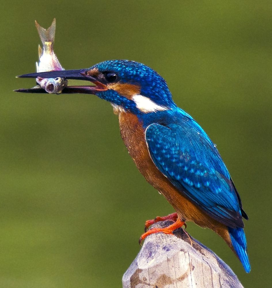 Photograph by Rajib Prodhan