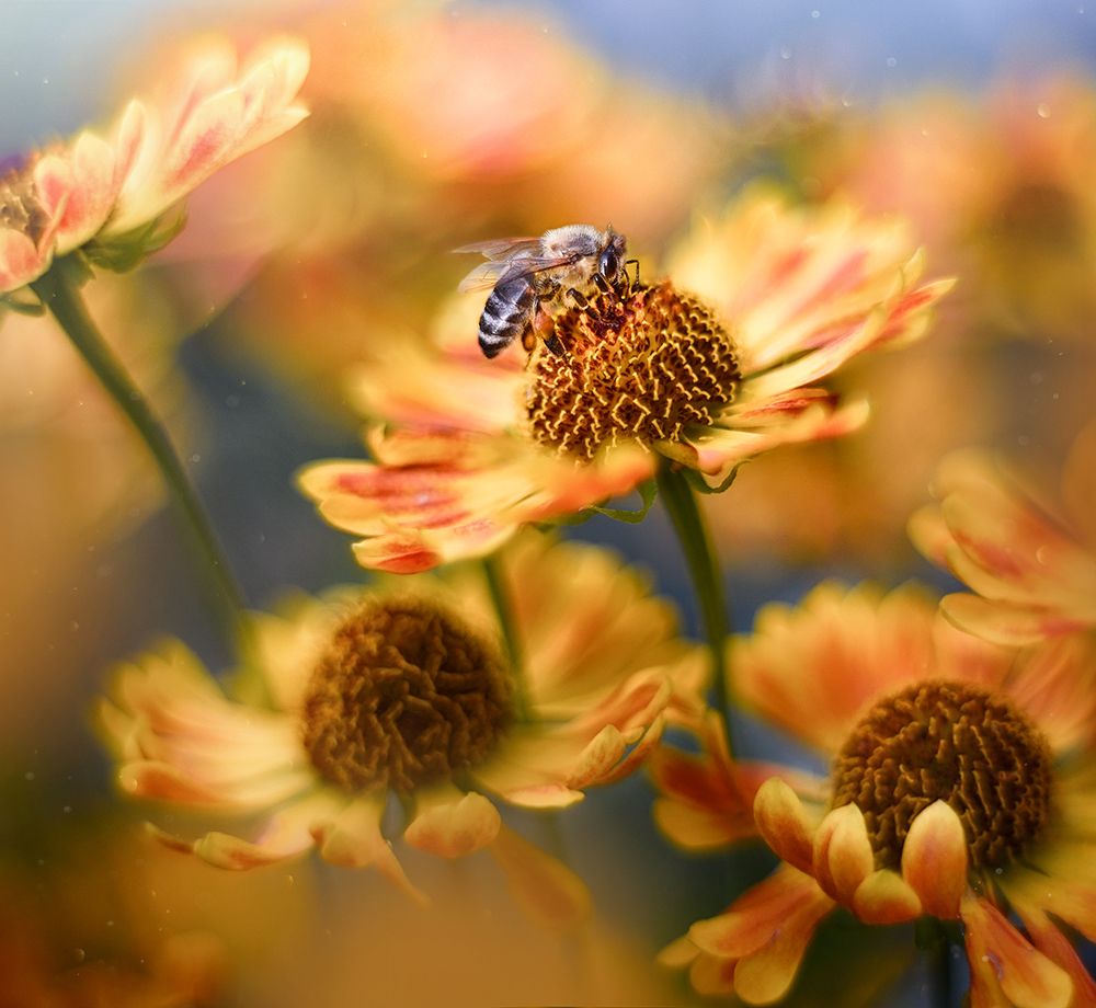 Медовый цвет