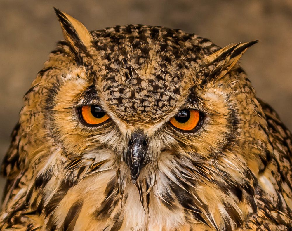 Фотография автора MOHAMED ISMAIL