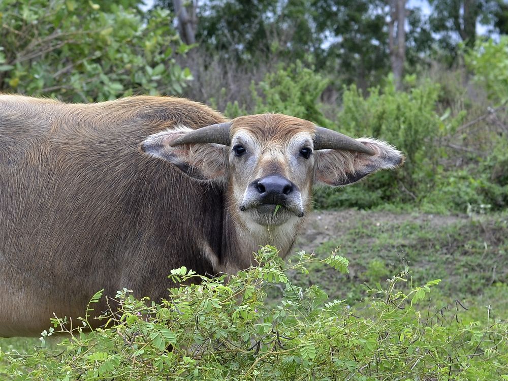 Фотография автора photograph Umar abdi