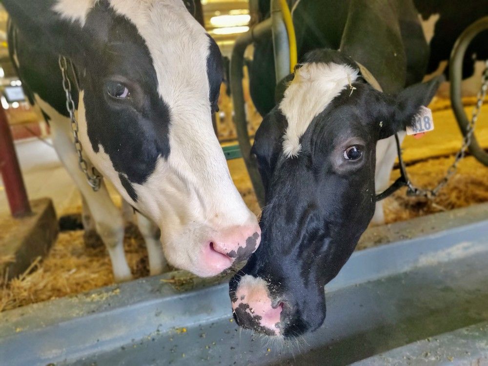 Photograph by Natalia Korobenko