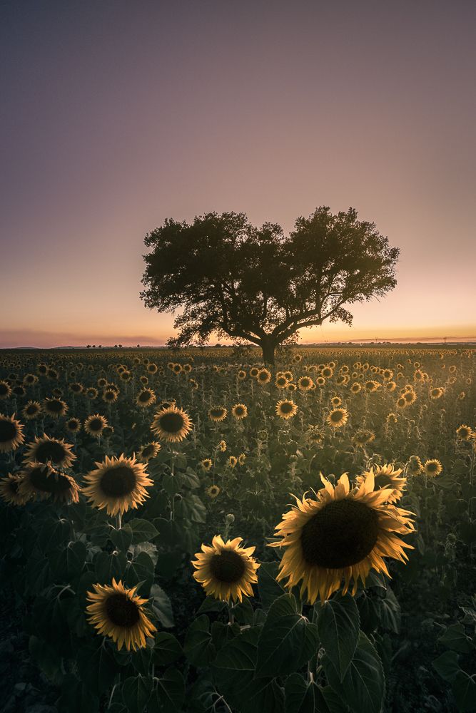 Photograph by Lopes Luis