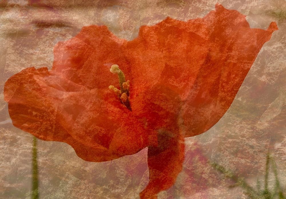 Photograph by Елена Ким