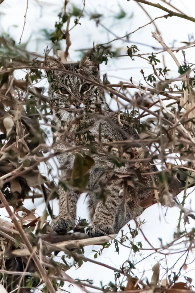 Bobcat Camouflaged