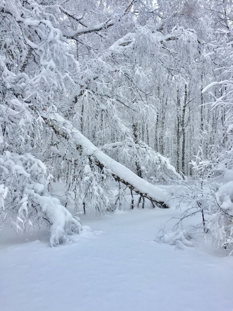 Зимний лес.