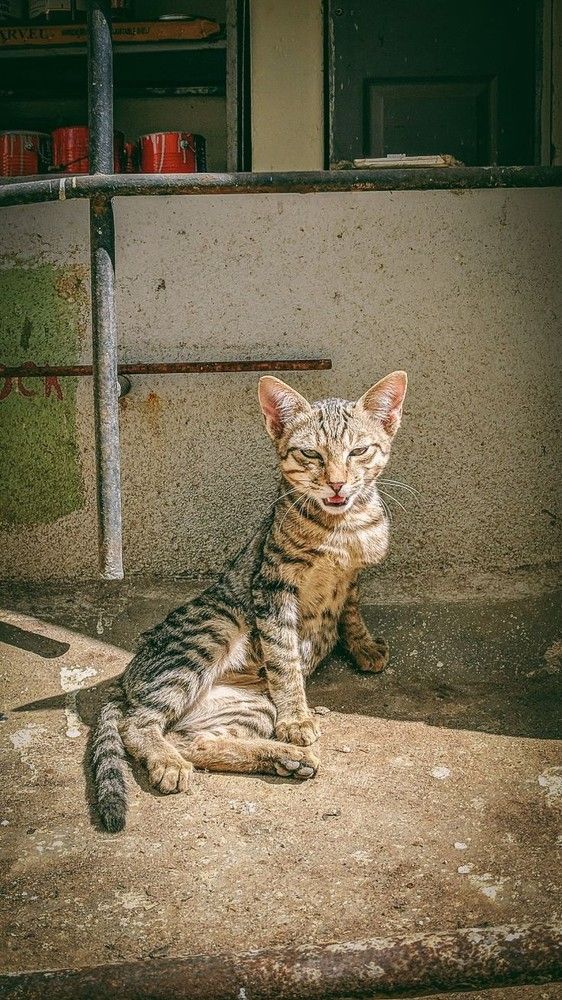 Фотография автора Pragati Malik