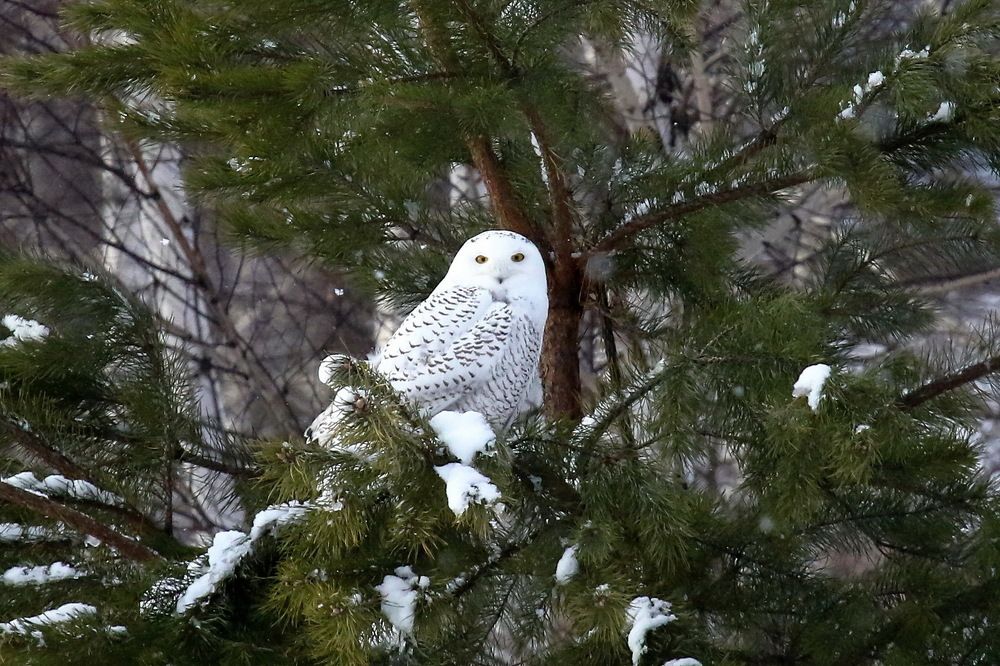 В пышных перьях королева, приодета по всей моде