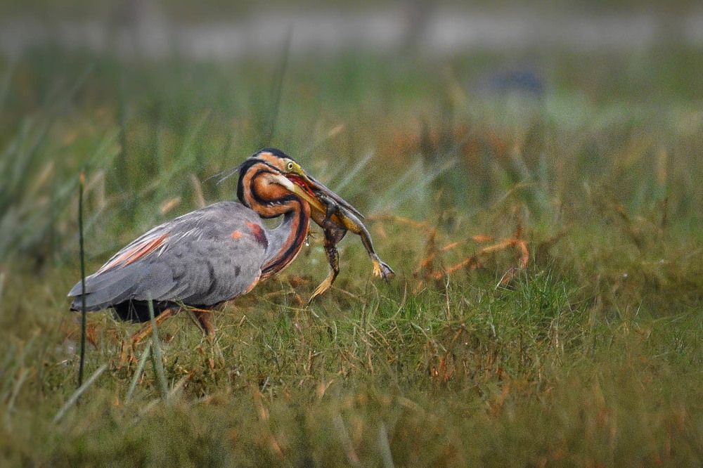 Photograph by Mitali Deb